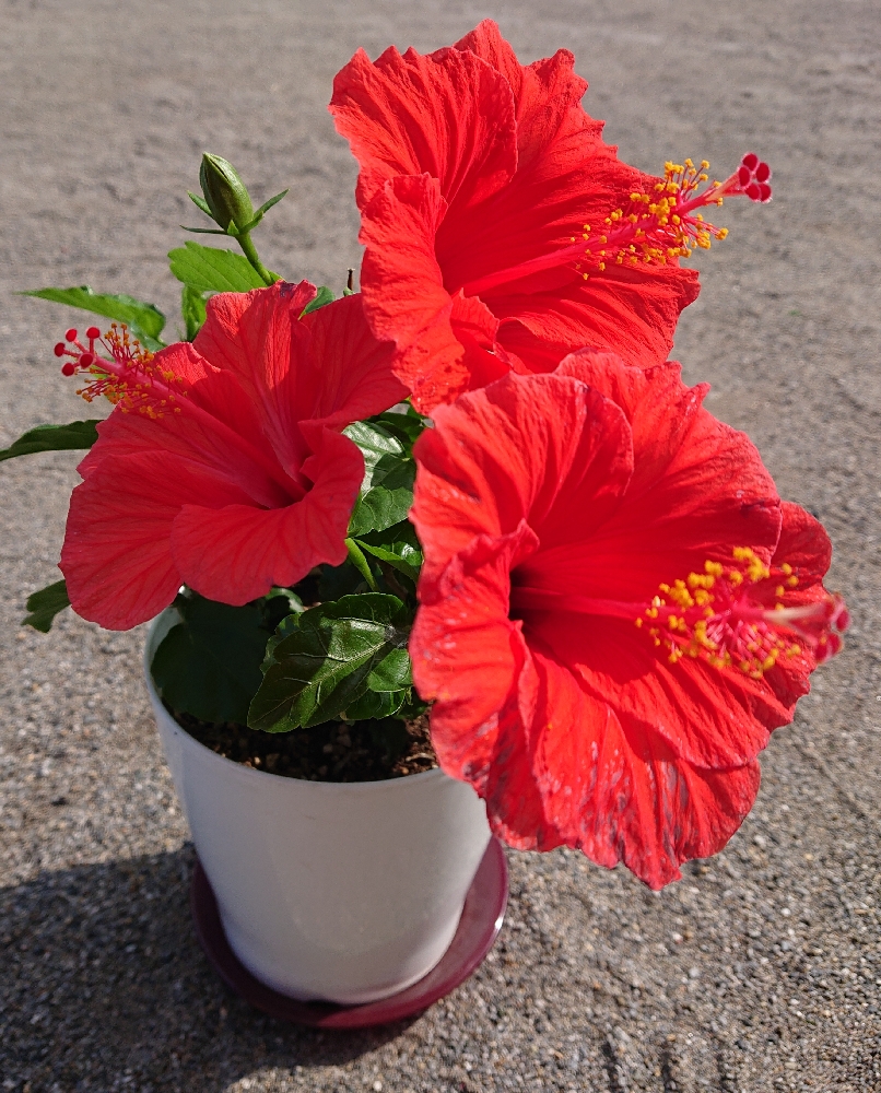 夏の預かり保育🖍️製作・総合編