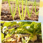 だいこん抜き!!